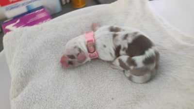 collier rose - Berger Australien