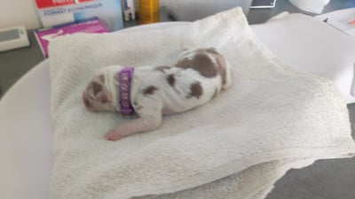 collier violet - Berger Australien