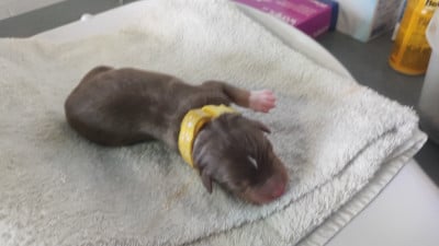 collier jaune - Berger Australien