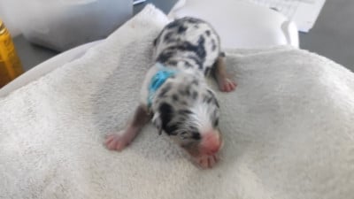 collier bleu clair - Berger Australien