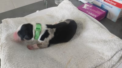 collier vert clair - Berger Australien