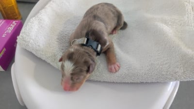 collier gris - Berger Australien