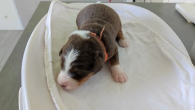 Les chiots de Berger Australien