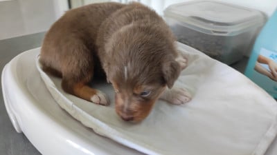Les chiots de Berger Australien