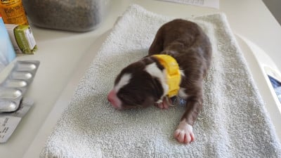 Les chiots de Berger Australien