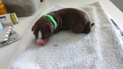 Les chiots de Berger Australien