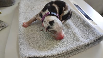 Les chiots de Berger Australien