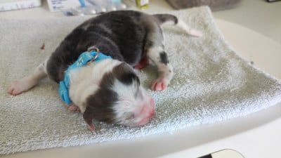 Les chiots de Berger Australien
