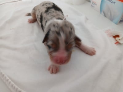 Les chiots de Berger Australien