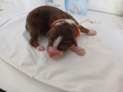 Les chiots de Berger Australien