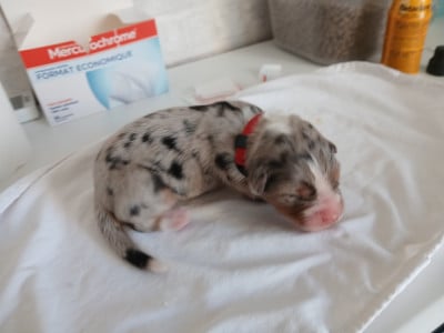 Les chiots de Berger Australien