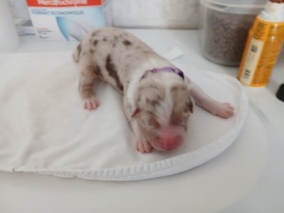 Les chiots de Berger Australien