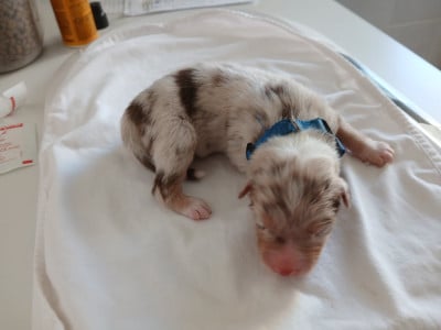 Les chiots de Berger Australien