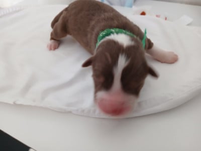 Les chiots de Berger Australien