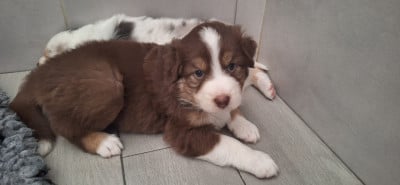Les chiots de Berger Australien