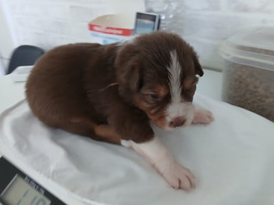 Les chiots de Berger Australien