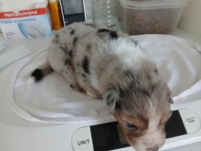 Les chiots de Berger Australien