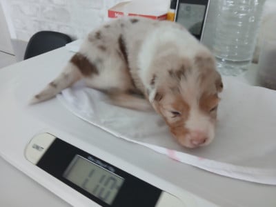 Les chiots de Berger Australien