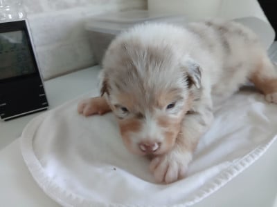 Les chiots de Berger Australien