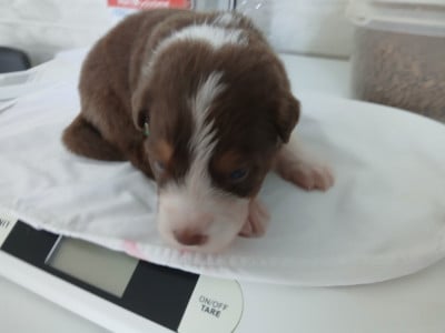 Les chiots de Berger Australien