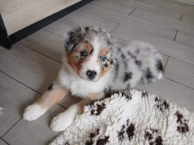 Les chiots de Berger Australien