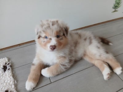 Les chiots de Berger Australien