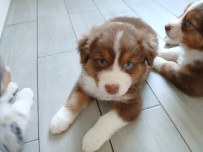 Les chiots de Berger Australien