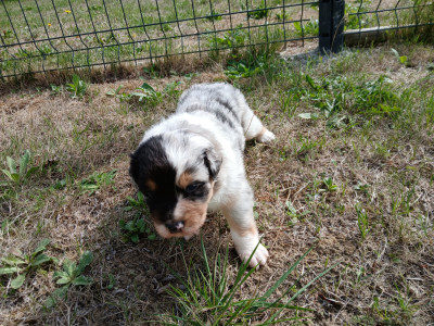 Les chiots de Berger Australien