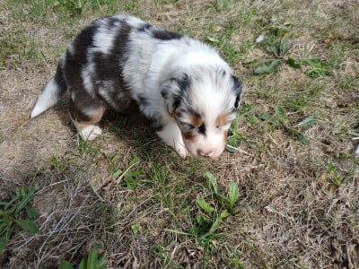 Les chiots de Berger Australien