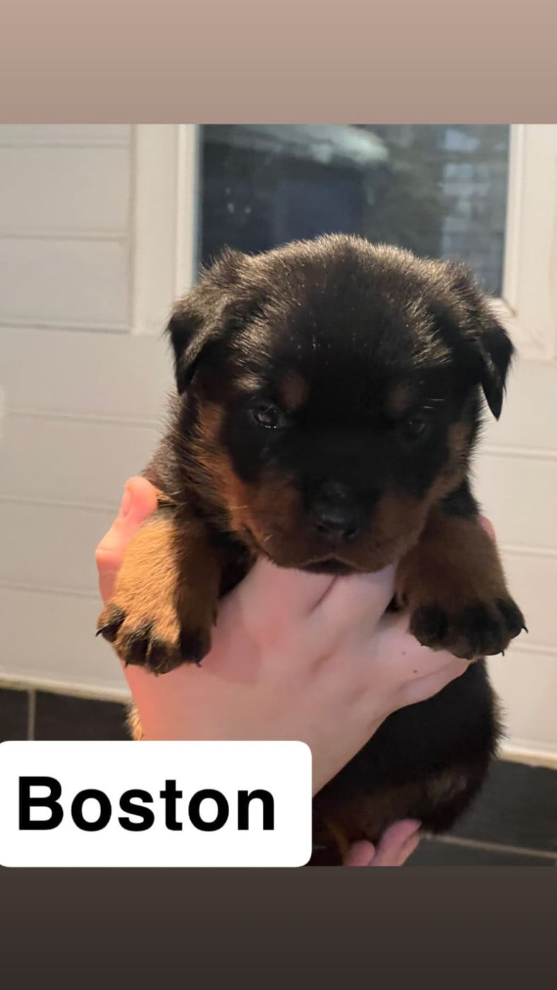 BOSTON - Rottweiler