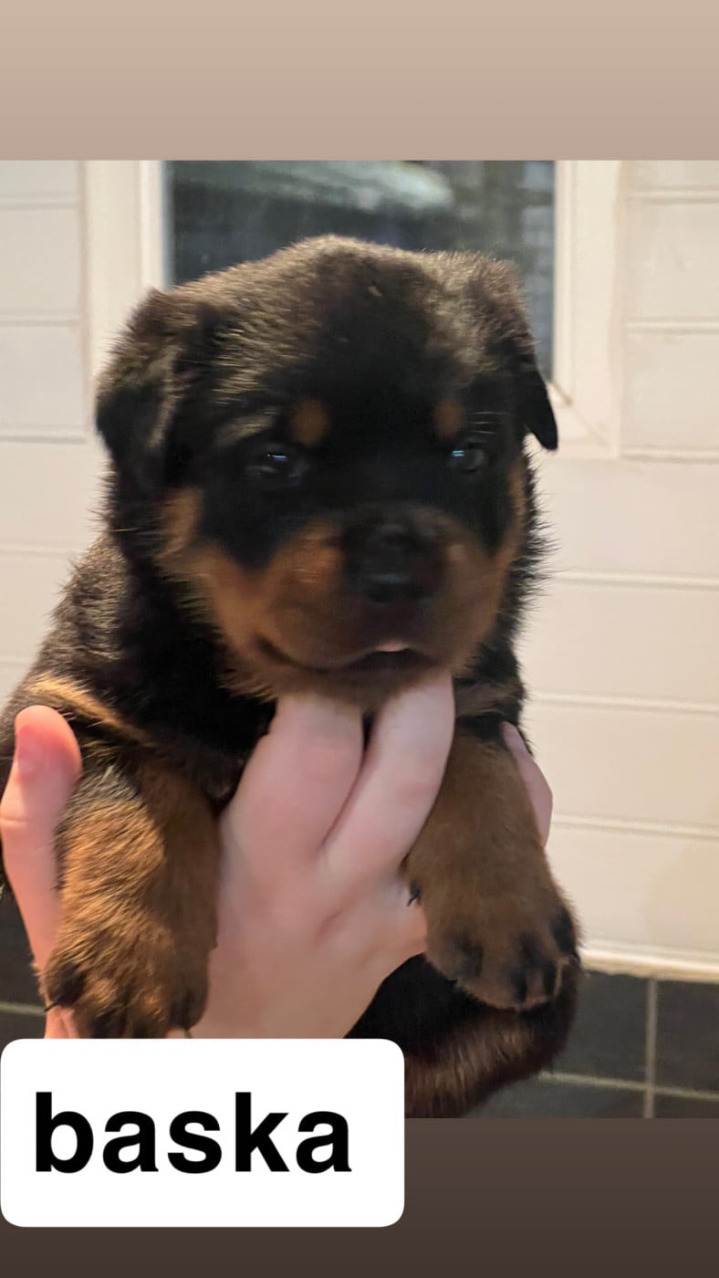 BASKA - Rottweiler