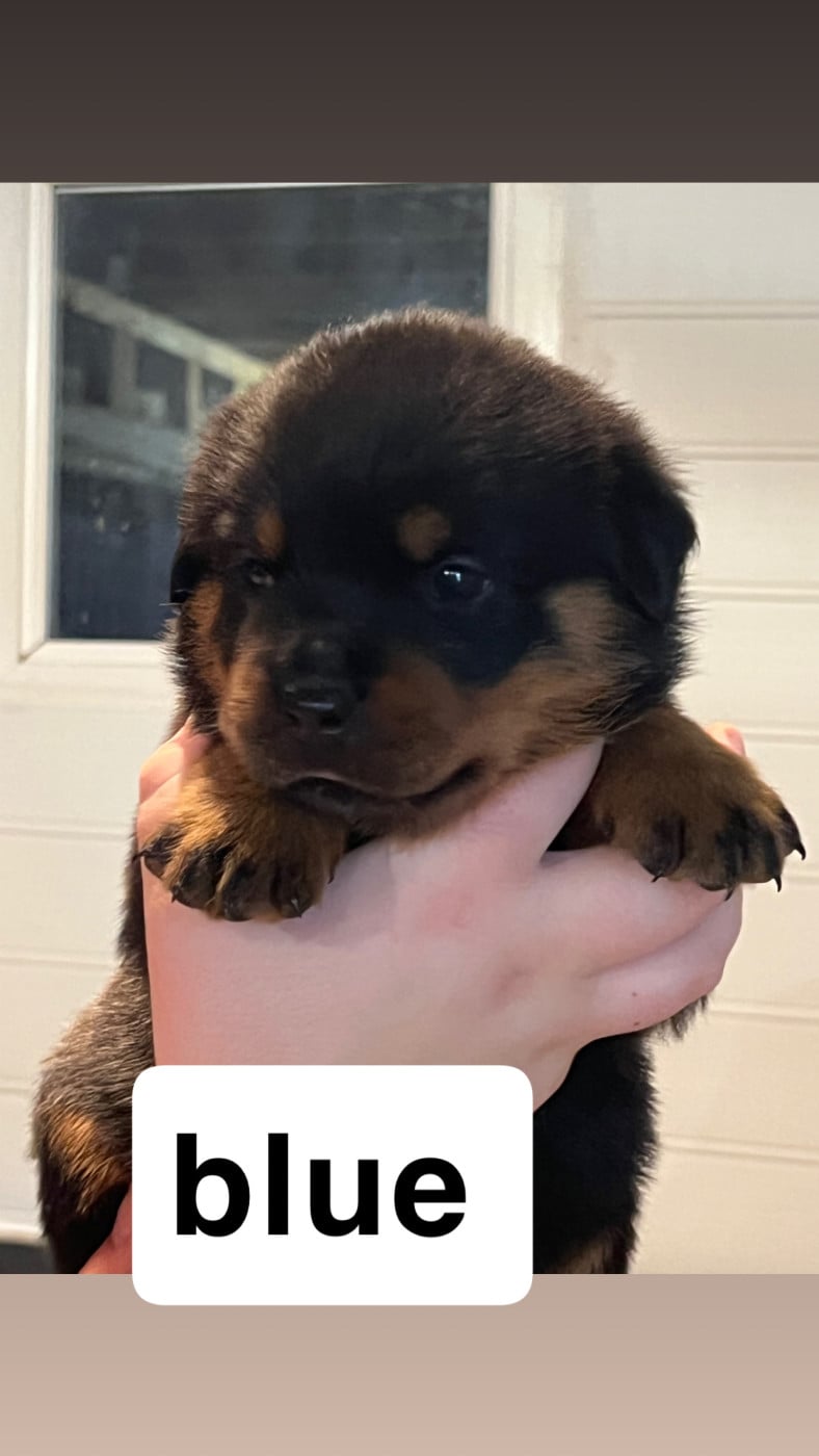 BLUE - Rottweiler
