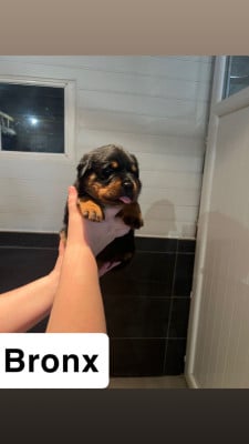Les chiots de Rottweiler