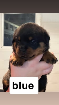 Les chiots de Rottweiler