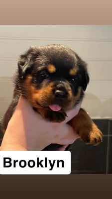 Les chiots de Rottweiler