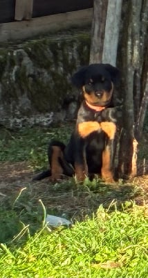 Les chiots de Rottweiler