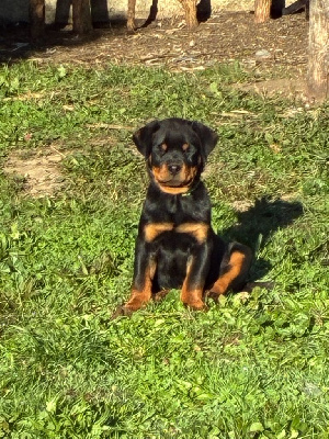 Les chiots de Rottweiler