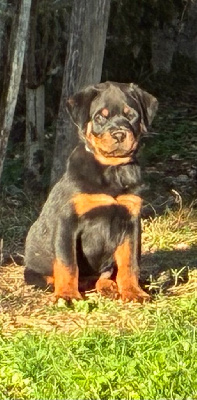 Les chiots de Rottweiler
