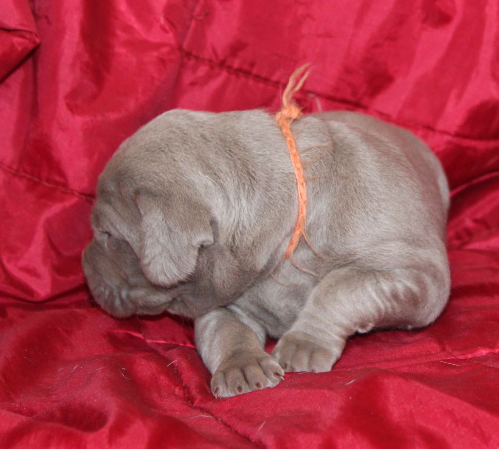 Chiot Braque de Weimar, Purdey, femelle disponible en