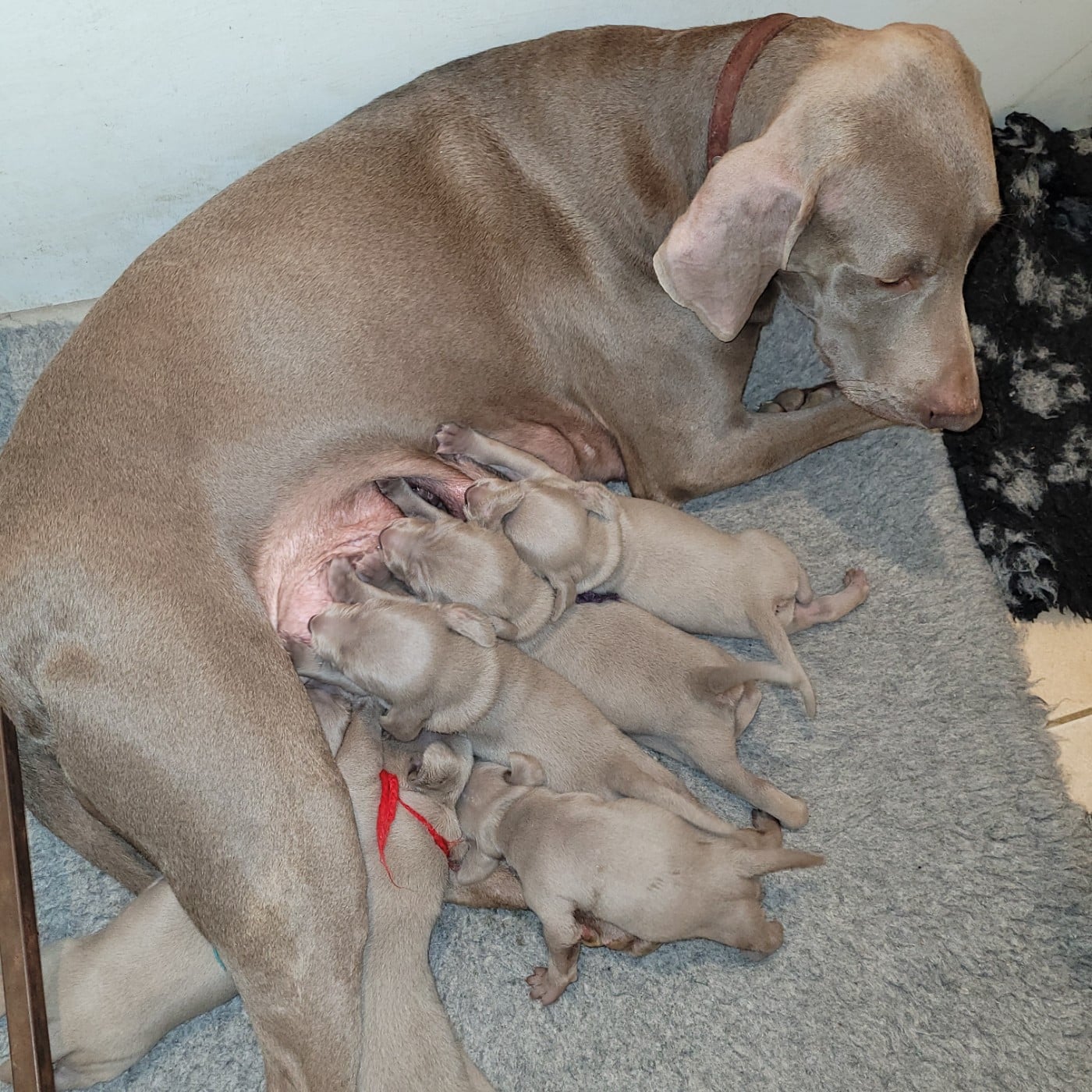 Braque de Weimar - d'Orval Hills