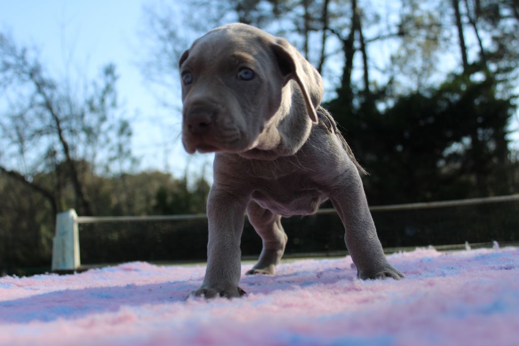Chiot Braque de Weimar, RANGER, mâle disponible en