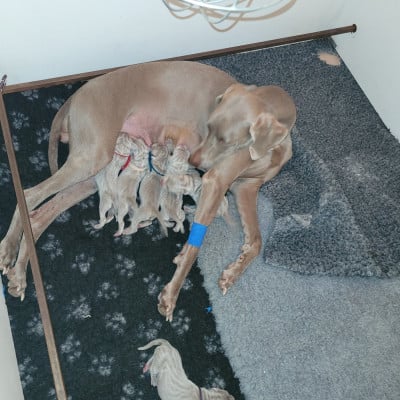 Les chiots de Braque de Weimar