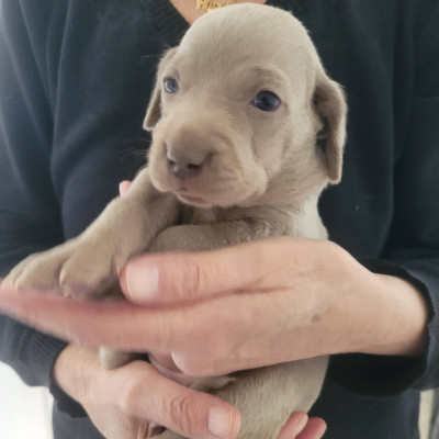 Les chiots de Braque de Weimar