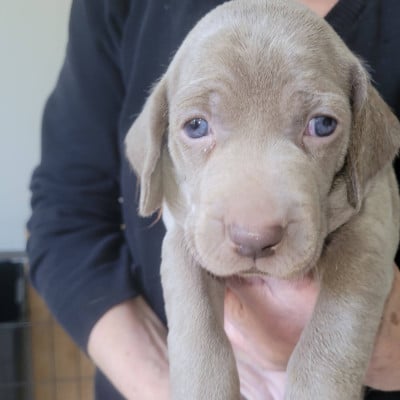 Les chiots de Braque de Weimar