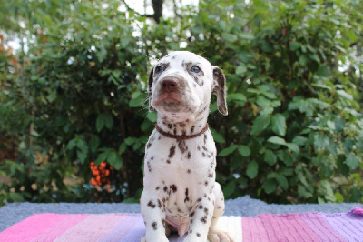 Les chiots de Dalmatien