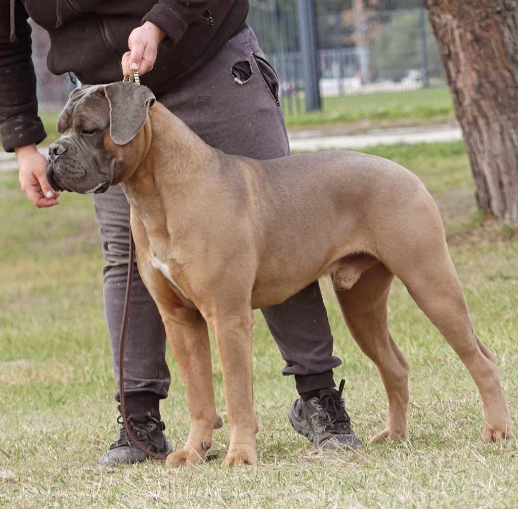Torkan Du Colisée De Gaïa