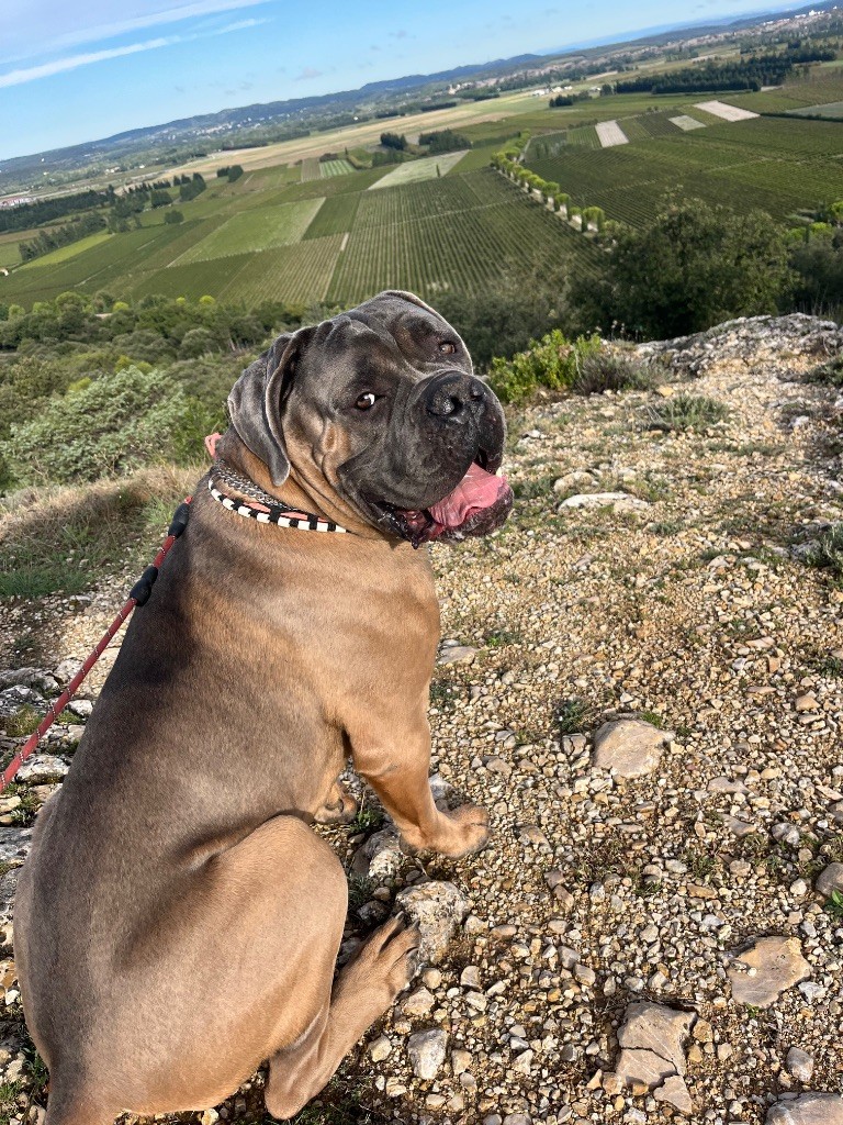 Torkan Du Colisée De Gaïa