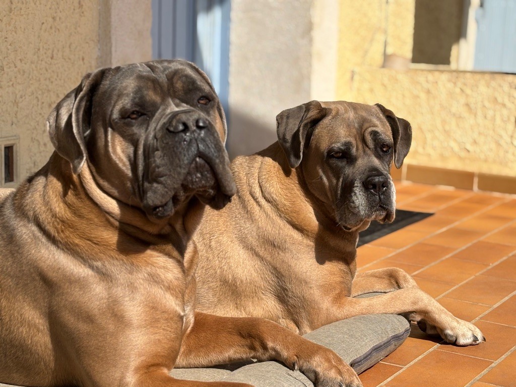 Torkan Du Colisée De Gaïa