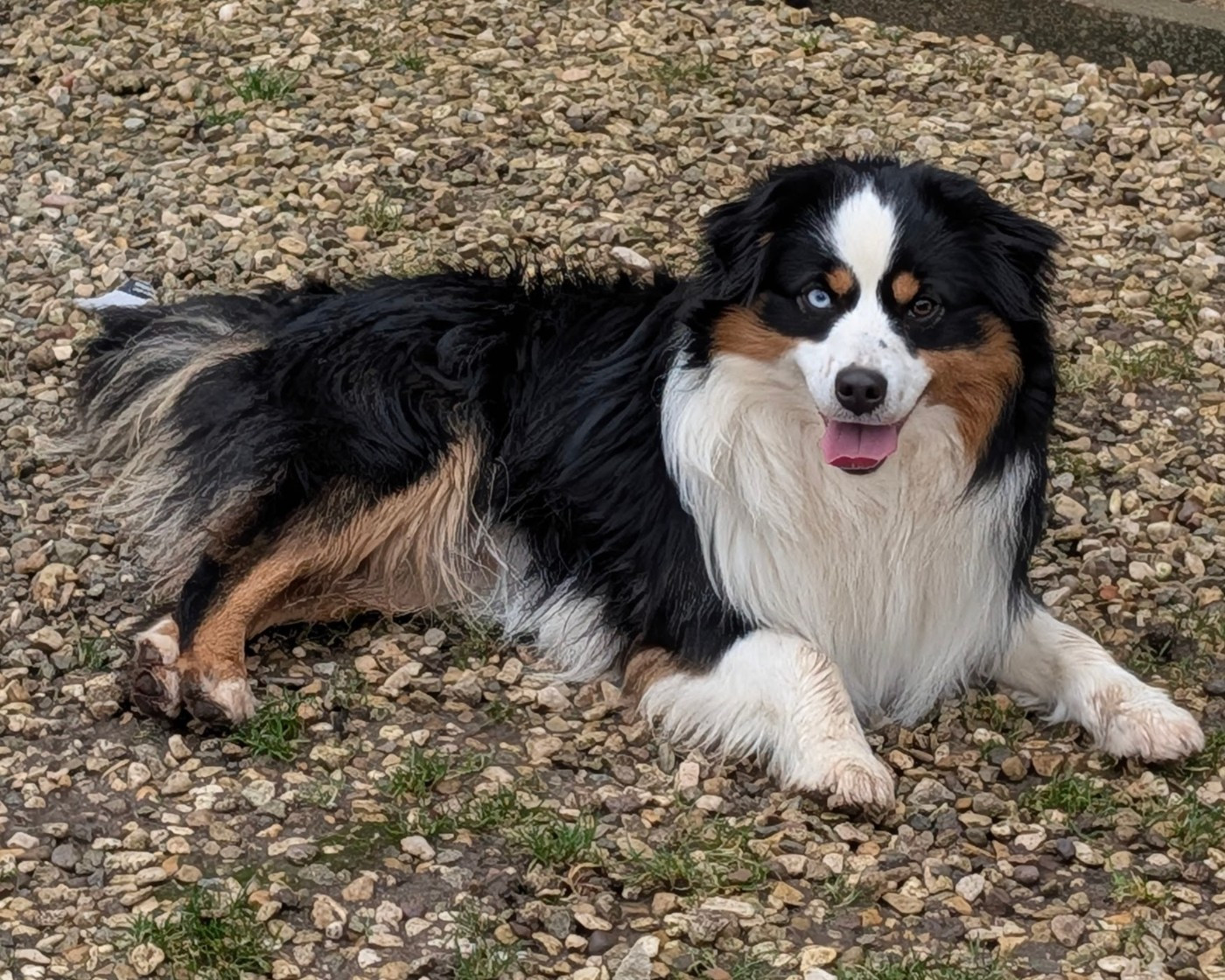 Publication : De L'Esprit D'Oural Auteur : Cyril M