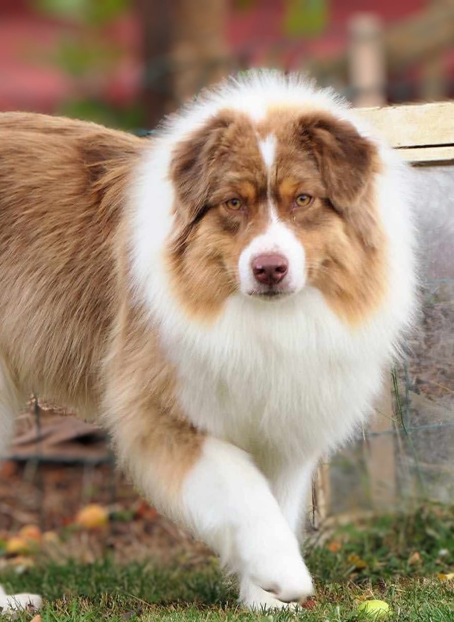 Berger Australien - De L'Esprit D'Oural